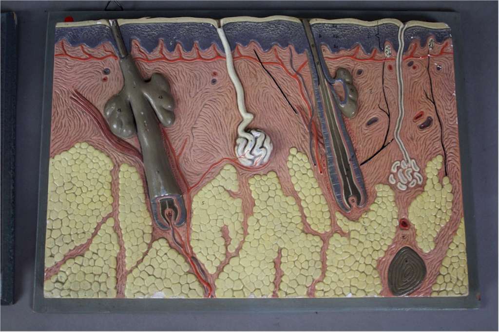 Collection of Anatomy Osteology wall hanging plaques by Adam Rouilly