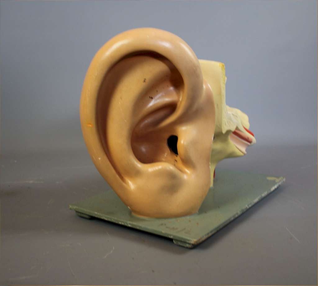 Anatomical model of the human ear