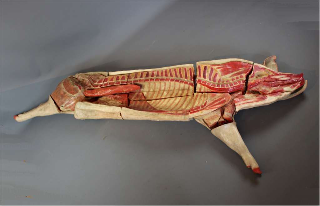 Antique butchers anatomical model of a pig