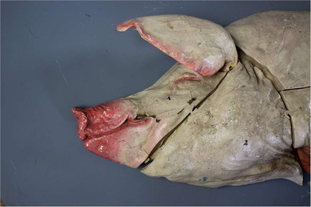 Antique butchers anatomical model of a pig